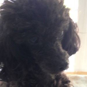 Meet your Posher, Lynda